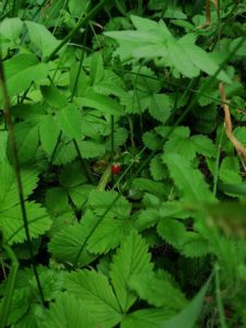 A08 X Jahůdka (Bezpečí - Be)