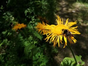 C06 P Čmelda nebo brumda