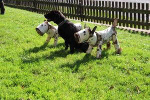 B06 X Divní kamarádi