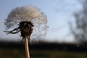 C10 P Kdo najde pavouka