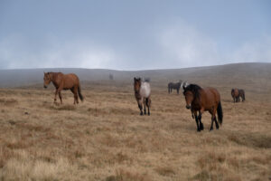 E09 P Já viděl divoké koně