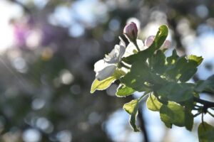 C - P - Vejvodová Anna Leopolda - Jaro v květu